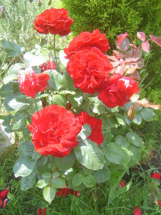Red roses