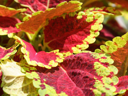 solenostemon_surprise.jpg (Solenostemon scutellarioides)