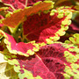 solenostemon_surprise.jpg (Solenostemon scutellarioides)
