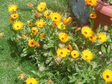 Marigolds