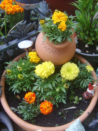 marigolds