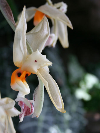 stanhopea embreei (Stanhopea embreei)