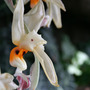 stanhopea embreei (Stanhopea embreei)