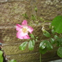 Pinkpatiorosevistabilesquaretub09