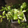 Pink Patio Rose 06.08 (Rosa)