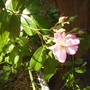 Pink Patio Rose Close Up 06.08 (Rosa)