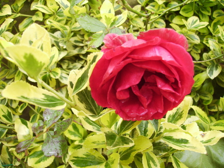 Patio Climber Rose Close Up 06.08 (Rosa (variety?))