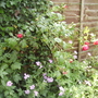 Rosepatioclimber_loveknot_vistabilefenceborder09