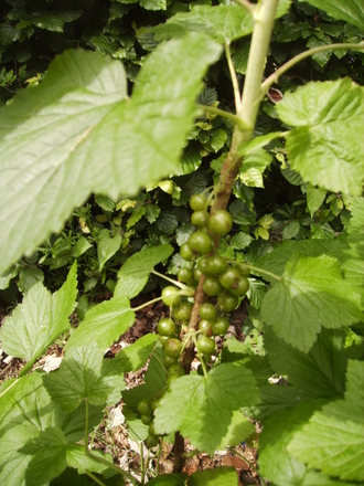 Blackcurrant [Ribes nigrum] developing fruit 06.08 (Ribes nigrum (Vistabile))