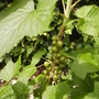 Ribes nigrum
