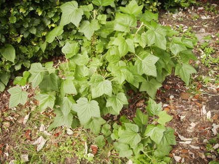 Blackberry f[Ribes nigrum} fruit bush 06.08 (Ribes nigrum (Vistabile))
