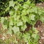 Worcesterberrybushvistabilefruitgarden13