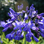 Agapanthus 'Blue imp' (agapanthus 'blue imp')