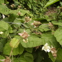 Thornless Blackberry flower to fruit 06.08 (Rubus fruticosus)
