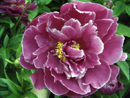 Dark pink semi double peony