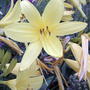 Yellow daylilies (Hemerocallis)