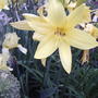 Daylillies (Hemerocallis)
