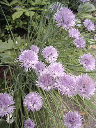 Flowering chives (Allium schoenoprasum (Chives))