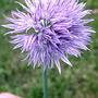 2008-06-15_074_chive_blossom