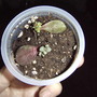 Propagating Jade plants (Crassula ovata (Jade tree))