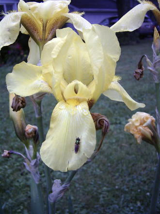 Yellow iris & friend (Iris pseudacorus (Yellow Flag))