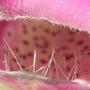 foxglove