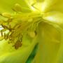 Copy_of_garden_276