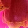 foxglove -bees-eye view