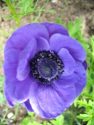 Anemone De Caen