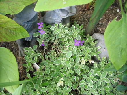 Aubrieta Silver Variegated (Aubrieta)