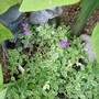 Aubrieta