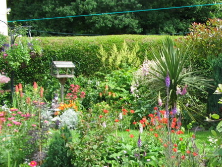 A garden flower photo