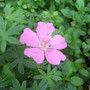 Geranium_sanguineum__shepherds_warning_