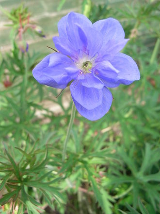 Geranium pratense 'Plenum Caeruleum' (Geranium pratense 'Midnight Reiter')