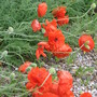 poppies (Papaver orientale (Oriental poppy))