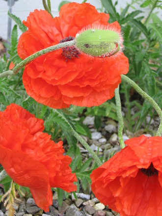after the rain (Papaver orientale (Oriental poppy))