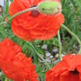 after the rain (Papaver orientale (Oriental poppy))
