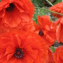 poppies (Papaver orientale (Oriental poppy))