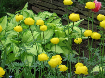 buttercups (Trollius europaeus (Boule dor))