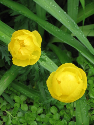 buttercups (Trollius europaeus (Boule dor))