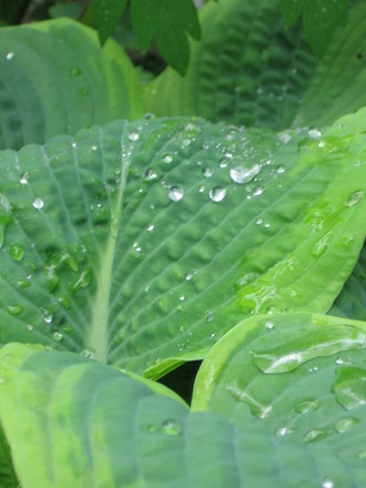 Frances Williams (Hosta sieboldiana)