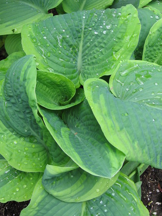 hosta Frances Williams (Hosta sieboldiana)