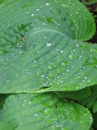 Hosta Elegans (Hosta sieboldiana)