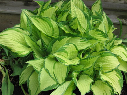 hosta Fortunei Albopicta (Hosta fortunei (Plantain lily))