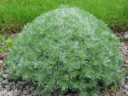 silver mound (Artemisia schmidtiana (Mugwort))