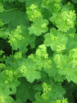 ladies mantle (Alchemilla mollis (Lady's mantle))