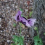Scandanavian_poppy