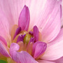 Pink_flower_opening