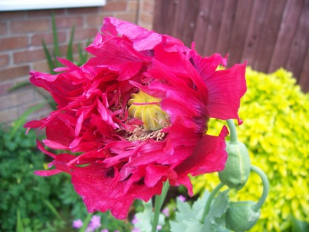 poppy (Papaver somniferum (Opium poppy))