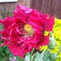 Papaver somniferum (Opium poppy)
